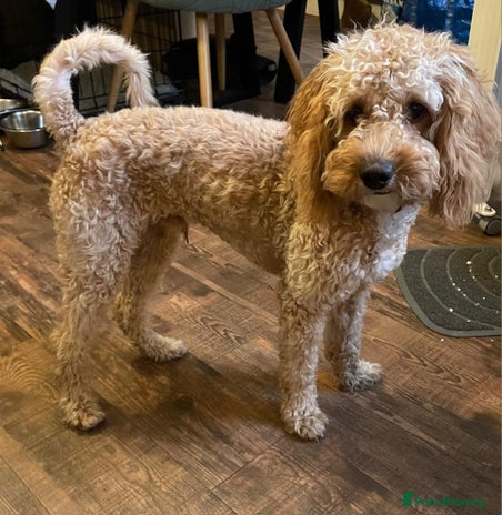 Cockapoo dogs - Advert 7