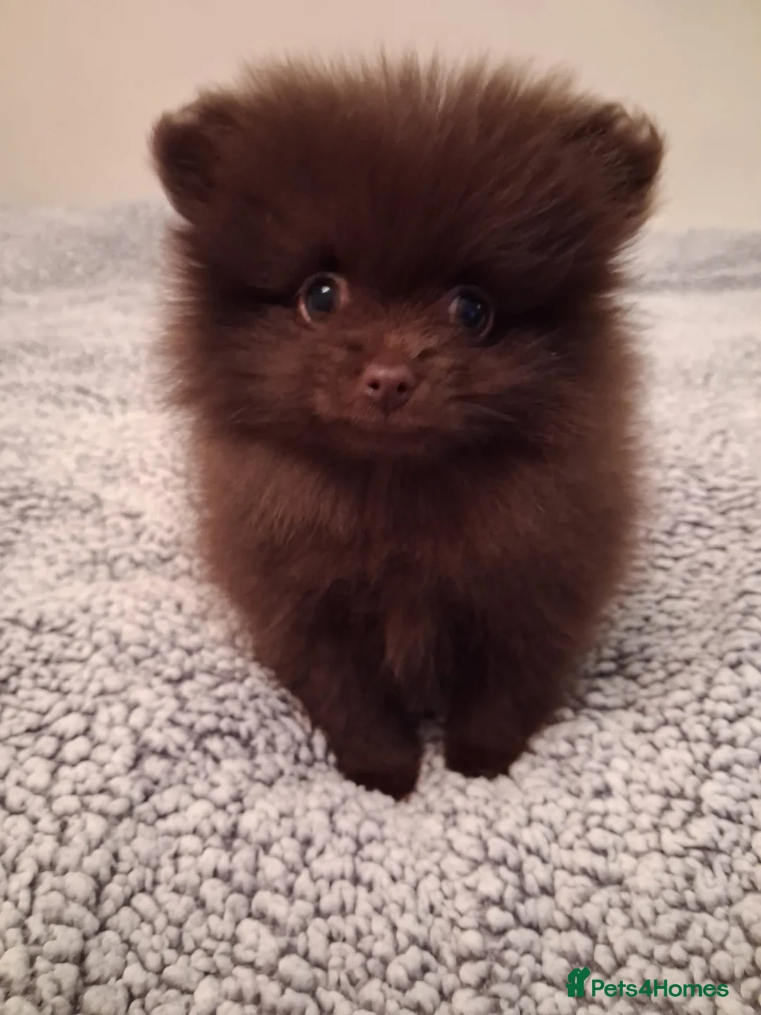 Pomeranian dogs for sale: FEMALE Chocolate Pomeranian READY TO LEAVE  - Advert 1