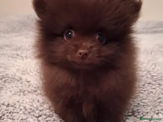 Pomeranian dogs Perfect Pomeranian Puppies READY TO LEAVE - Advert 7