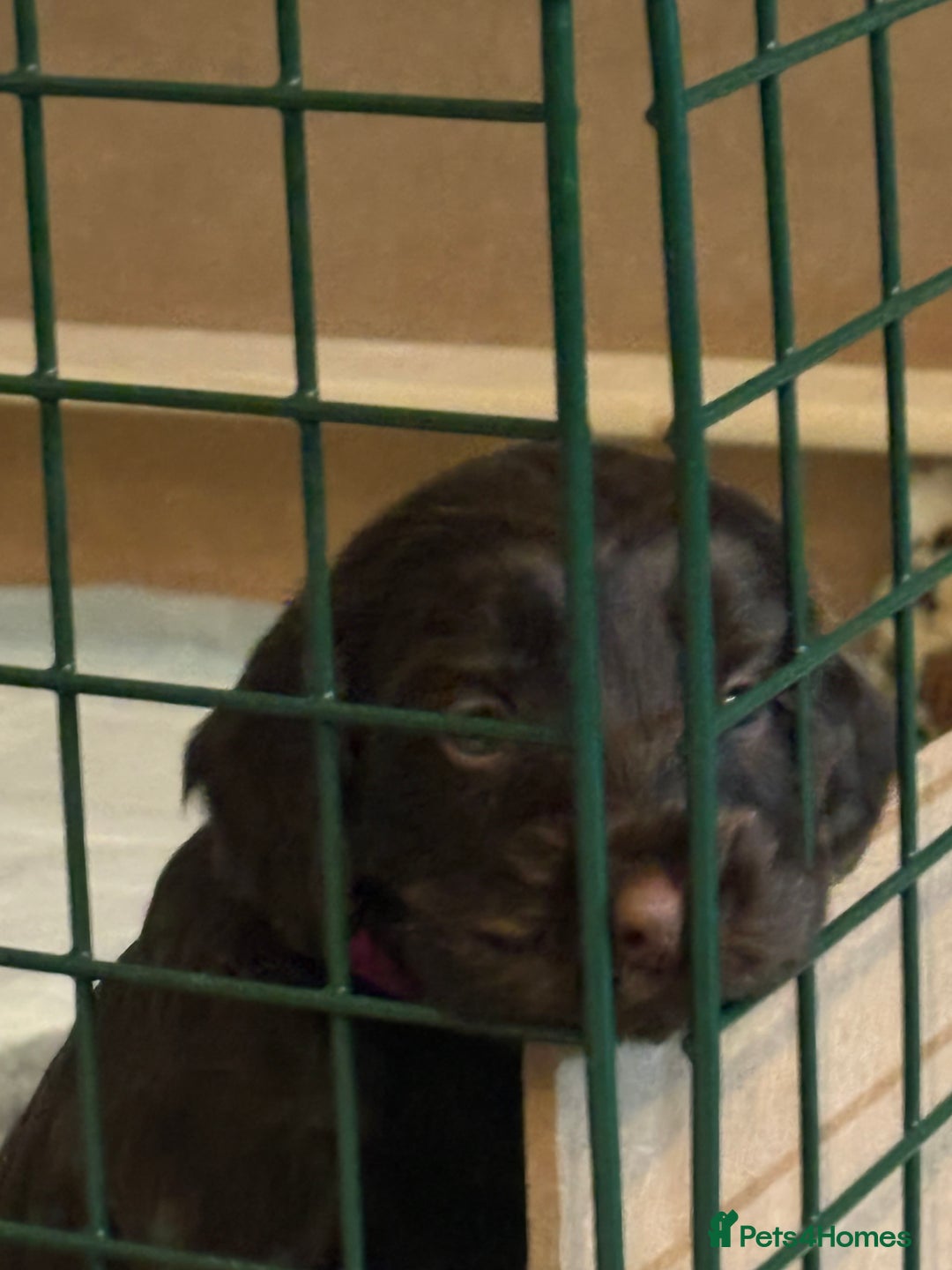 Cockapoo dogs for sale: Super cute cockapoo puppies 🥰 - Advert 13