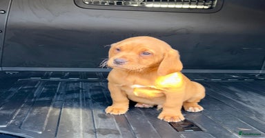 Labrador Retriever dogs - Advert 5