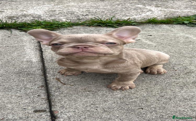 French Bulldog dogs - Advert 9