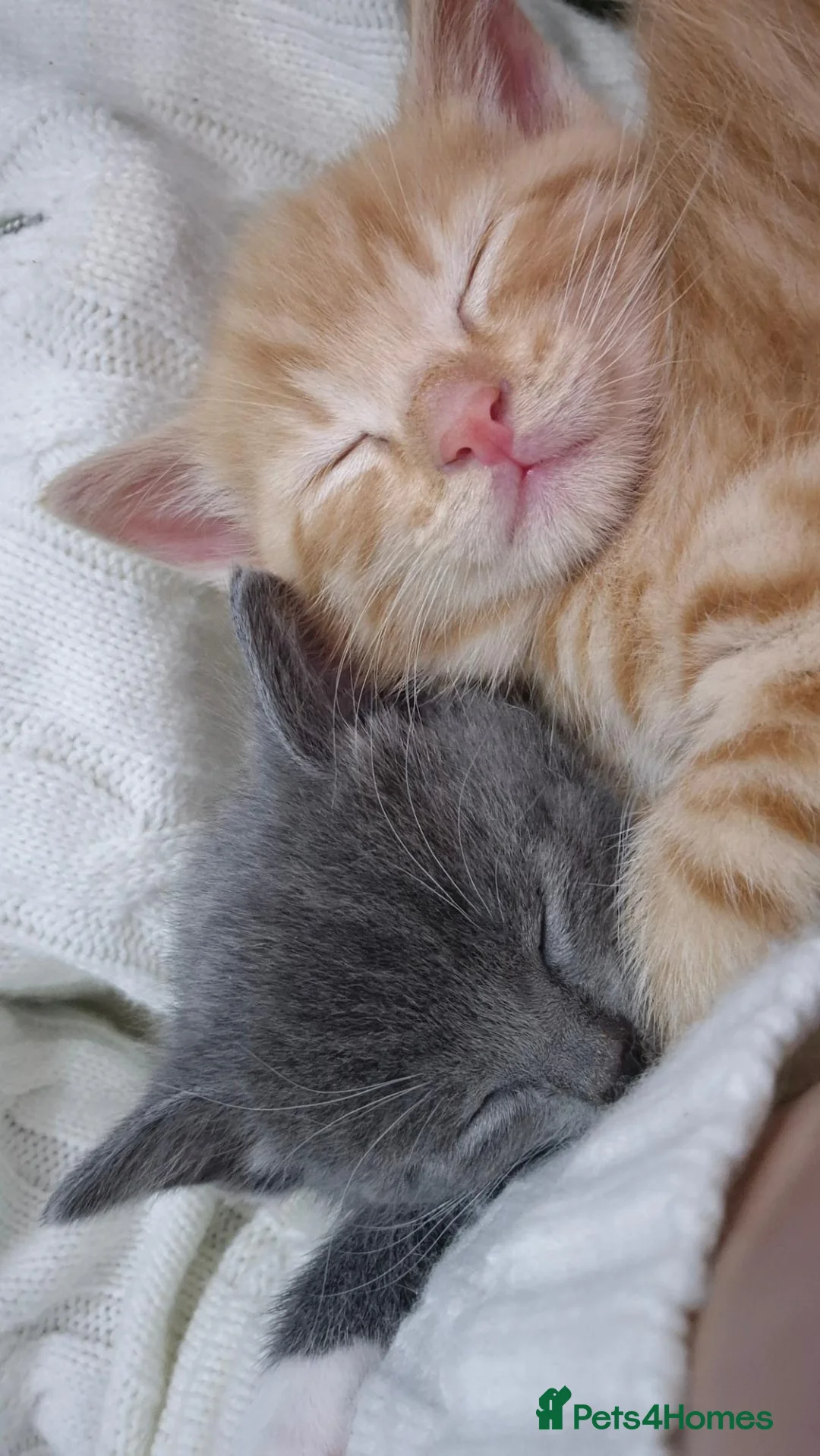 Domestic Shorthair cats for sale: Miso and Mango in Manchester - Advert 8