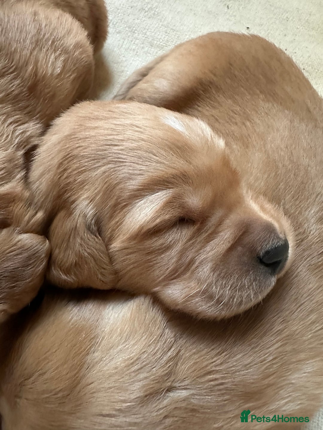 Golden Retriever dogs for sale: Fox Red Golden Retriever Puppies in Honiton - Image 1