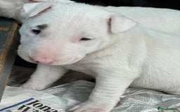 English Bull Terrier dogs for sale: English Bull Terriers Champion Bloodlines  - Image 11