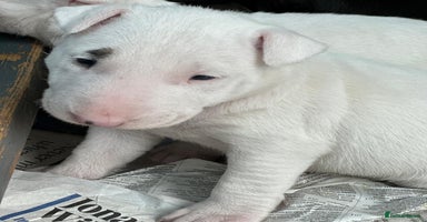 English Bull Terrier dogs - Advert 8