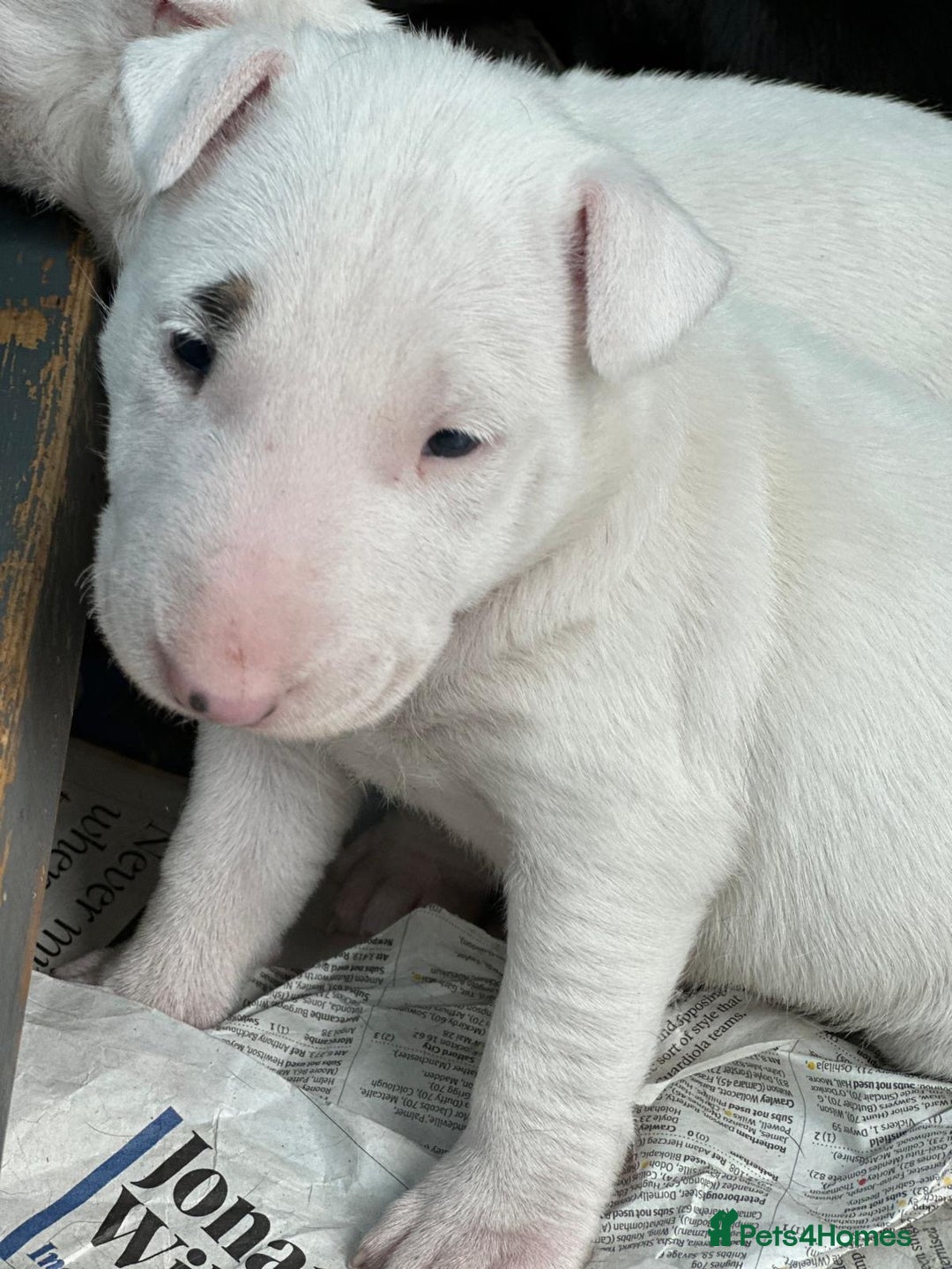 English Bull Terrier dogs for sale: English Bull Terriers Champion Bloodlines  - Image 11