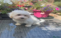 Maltipoo dogs for sale: RESERVED  Absolutely Stunning  Maltipoo GIRL - Image 17