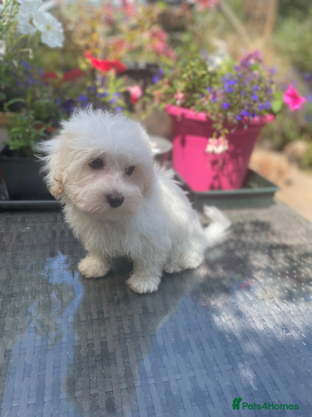 Maltipoo dogs for sale: RESERVED  Absolutely Stunning  Maltipoo GIRL - Image 17