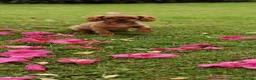 Cavalier King Charles Spaniel dogs for sale: Puppies  - Advert 5