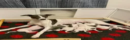 Whippet dogs for sale: Blue and white whippet puppies  in March - Advert 3