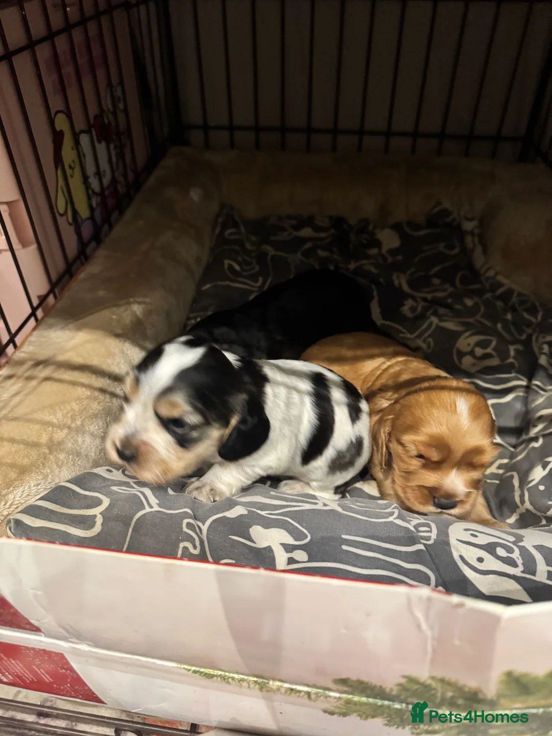 Mixed Breed dogs for sale: Cocker spaniel puppies - Advert 7