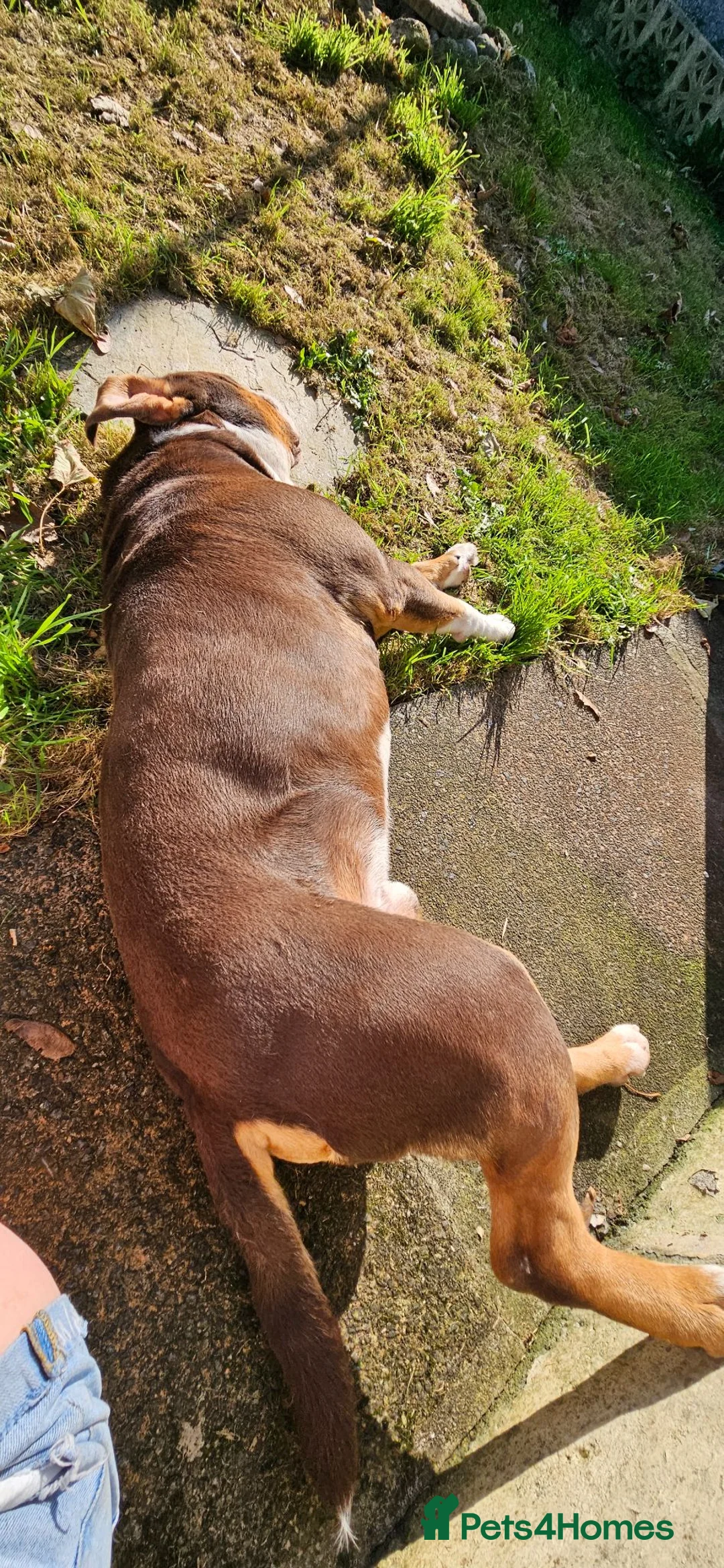 Olde English Bulldogge dogs for sale: Chocolate tri Old English Bulldogge in Plymouth - Advert 3