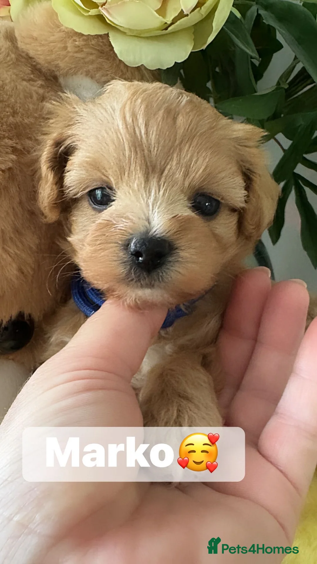 Maltipoo dogs for sale: Exceptional F1 Maltipoo puppies - Advert 2
