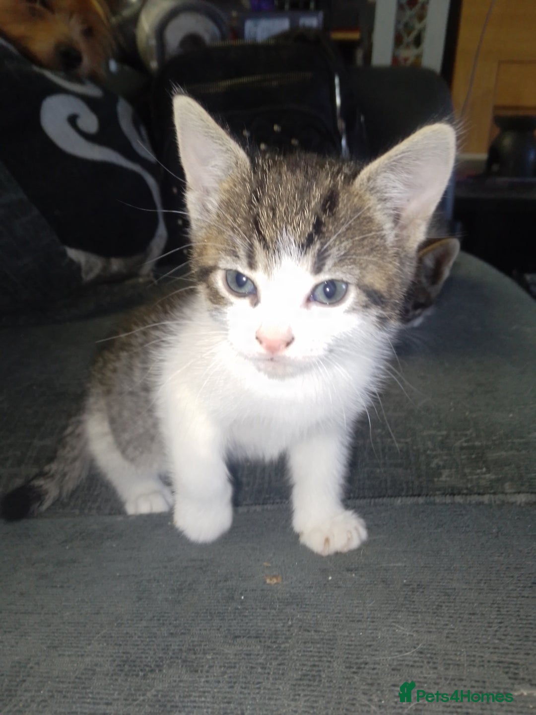 Mixed Breed cats for sale: Kittens looking for new homes - Image 3
