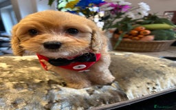 Cavapoo dogs for sale: Real Life Teddy Bears, Cavapoo babies  - Image 8
