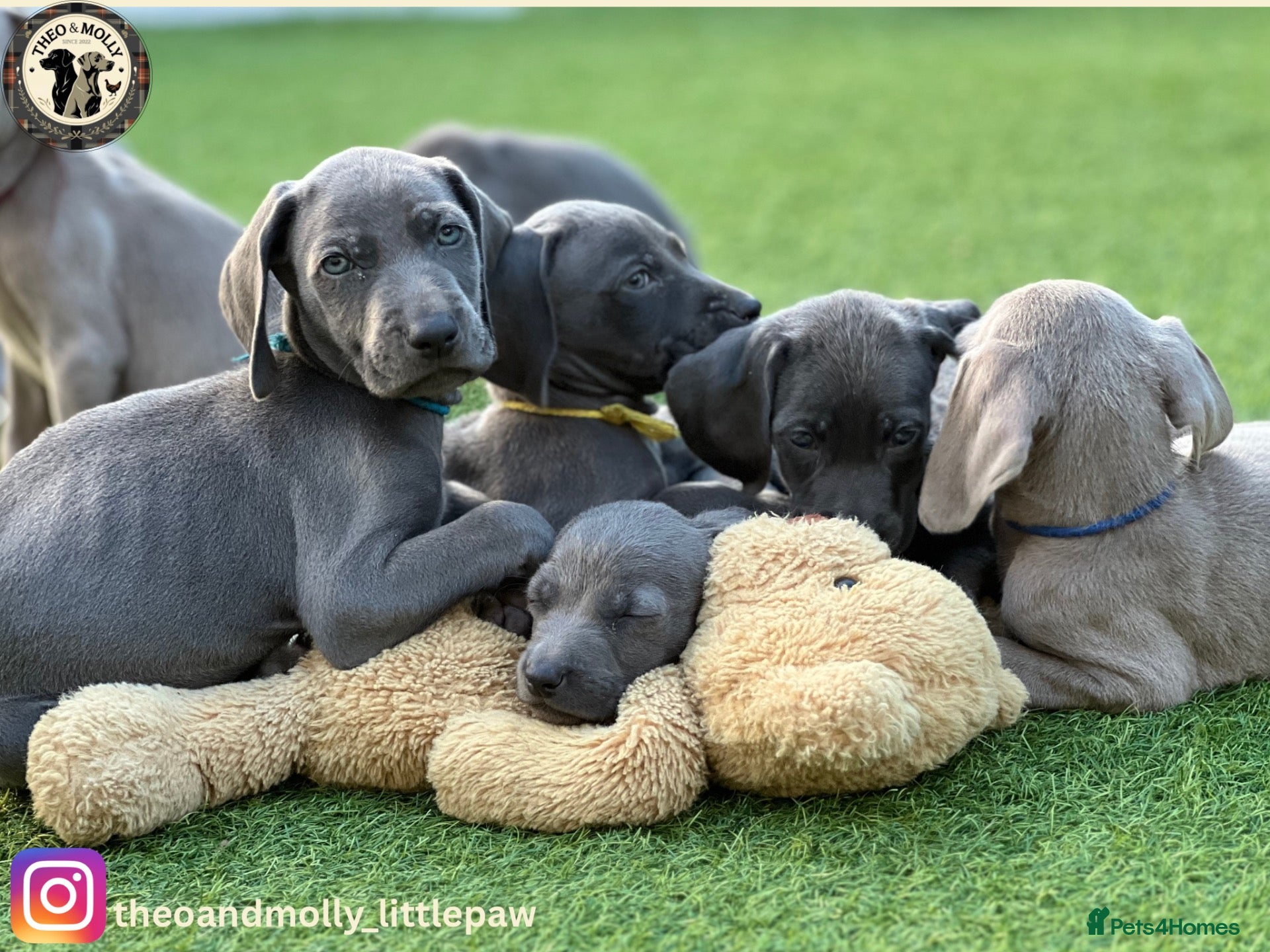 Weimaraner dogs 💙🩶KC Registered Blue & Silver Weimaraner Puppies - Advert 1