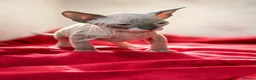 Sphynx cats for sale: Canadian sphynx kittens  - Advert 10