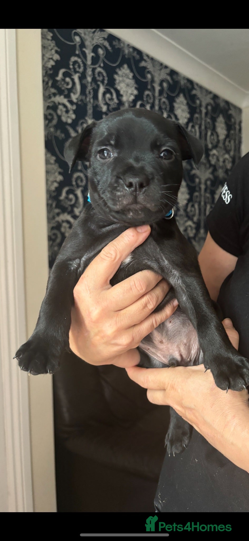 Staffordshire Bull Terrier dogs Stunning Litter 🖤💙 CH Bill & Nova - Advert 14