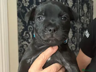 Staffordshire Bull Terrier dogs Stunning Litter 🖤💙 CH Bill & Nova - Advert 14
