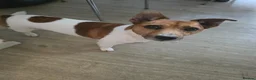 Jack Russell dogs for sale: Gorgeous Jack Russell Puppys🐶✨ - Advert 6
