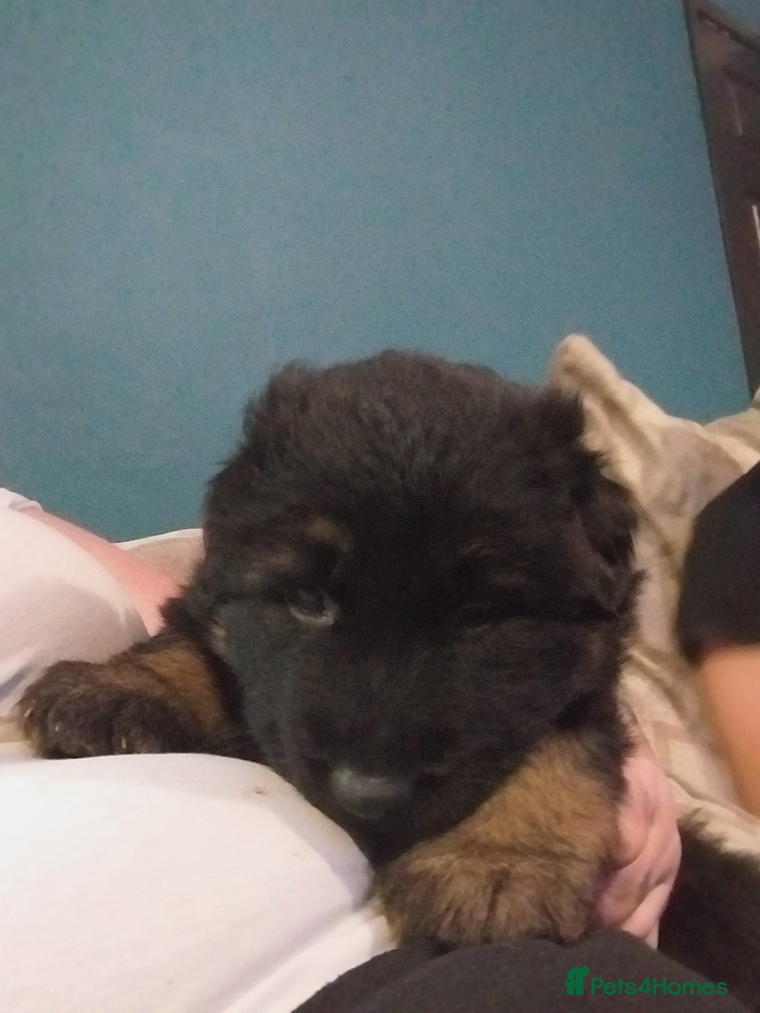 German Shepherd dogs for sale: 2 boy german shepherd puppy's  - Advert 14