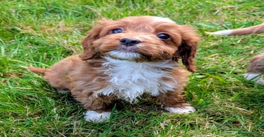 Cockapoo dogs - Advert 15