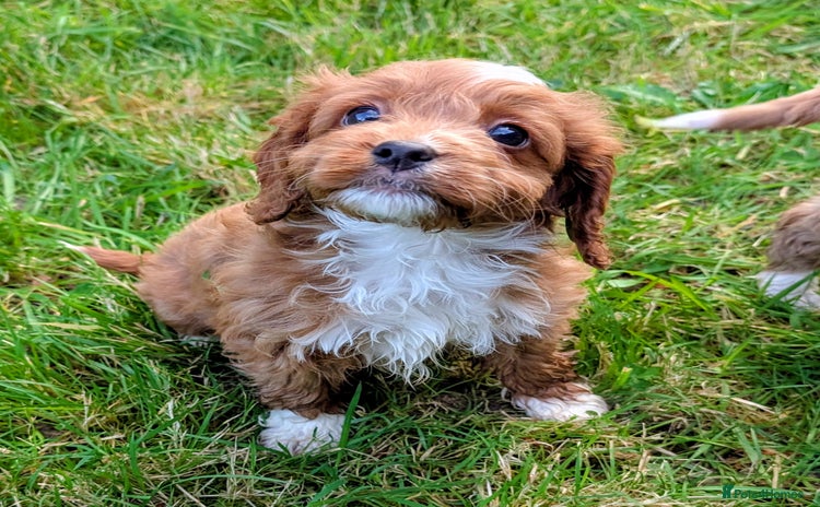 Cockapoo dogs - Advert 3