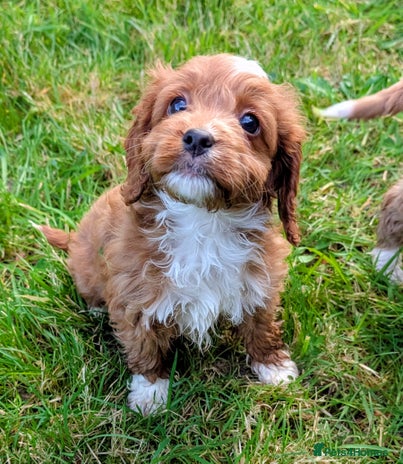 Cockapoo dogs - Advert 3