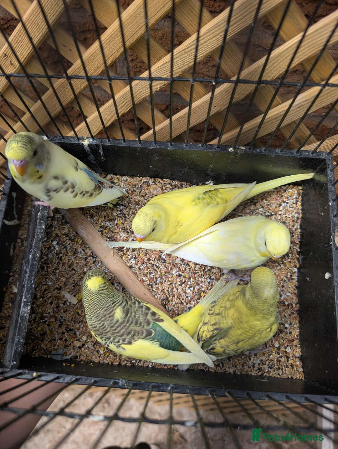 Budgerigars birds for sale: Baby budgies and starter cage  - Image 21