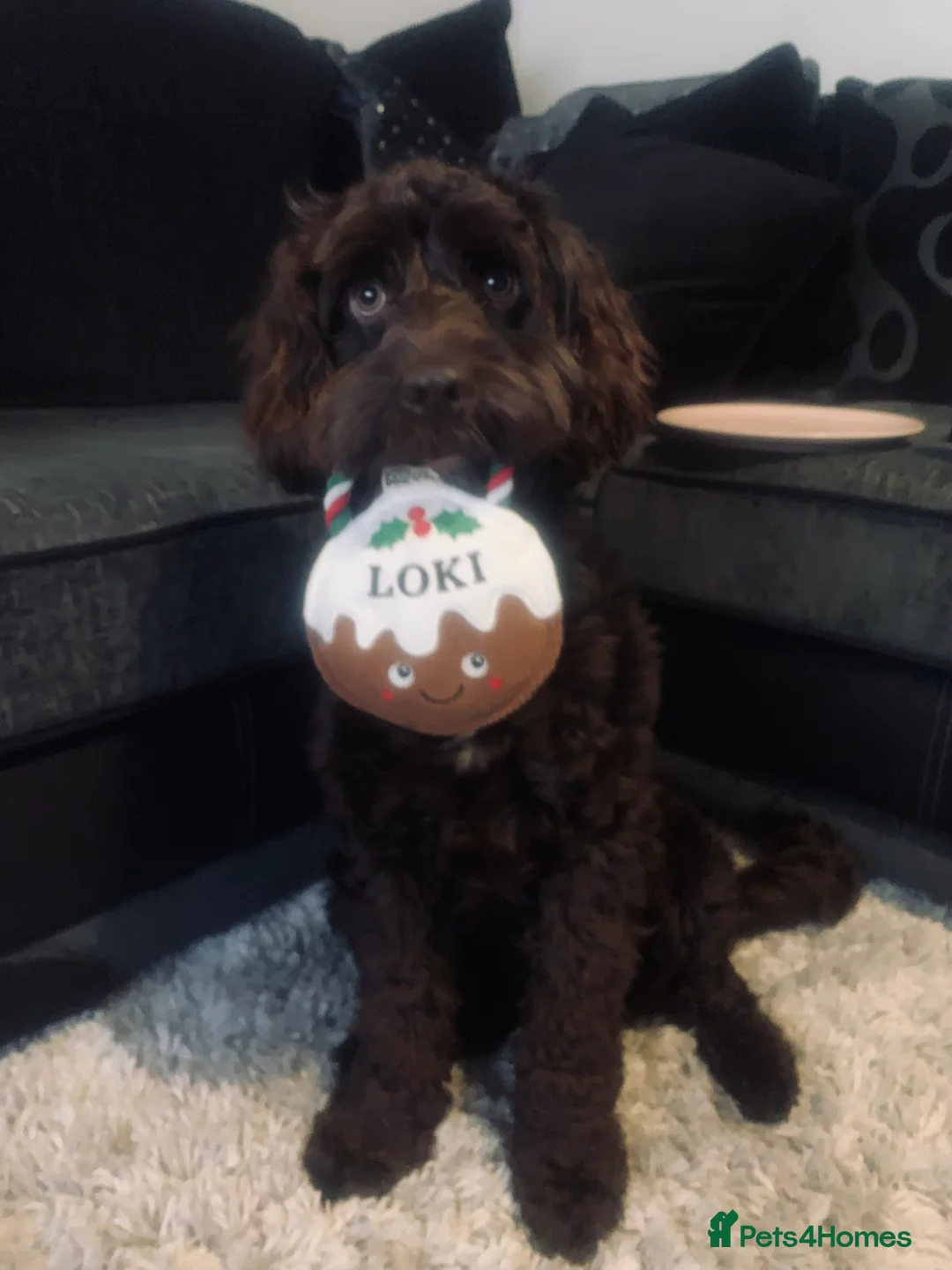 Cockapoo dogs for sale: Cockapoo 1 years old chocolate brown  - Advert 1