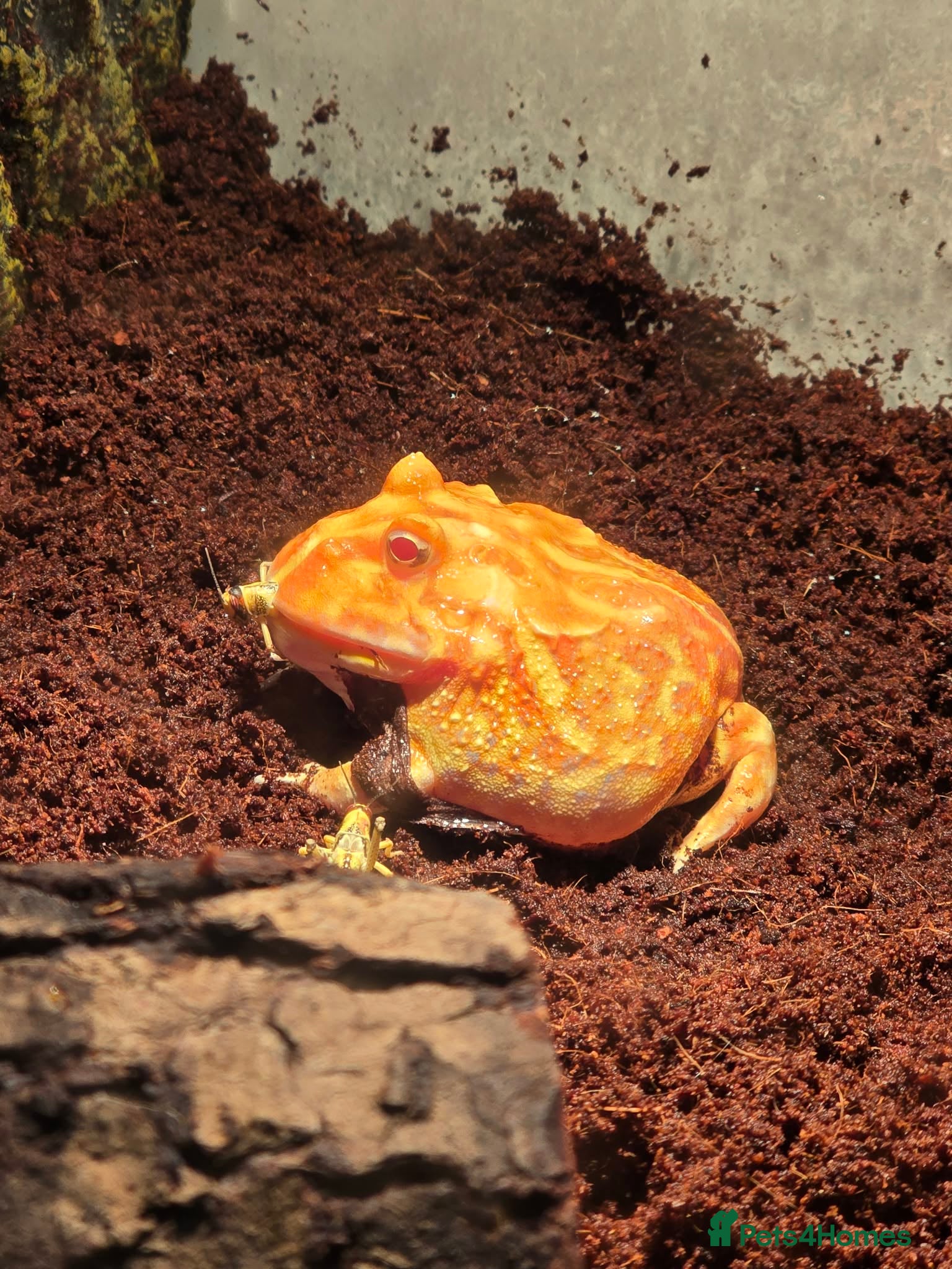 Frog reptiles Albino horned frog  - Advert 18