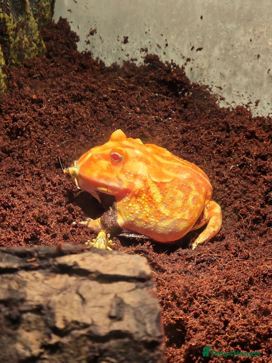 Frog reptiles for sale: Albino horned frog  in Wolverhampton - Advert 1