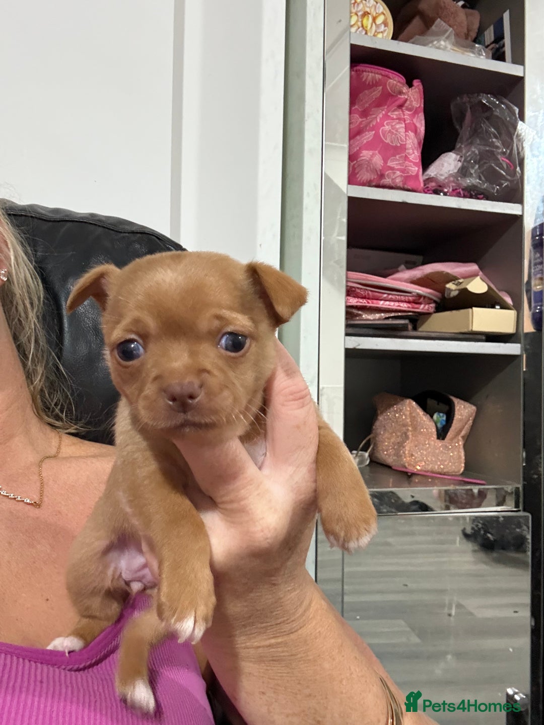 Chorkie dogs for sale: 1 beautiful little Chorkie girl - Advert 4