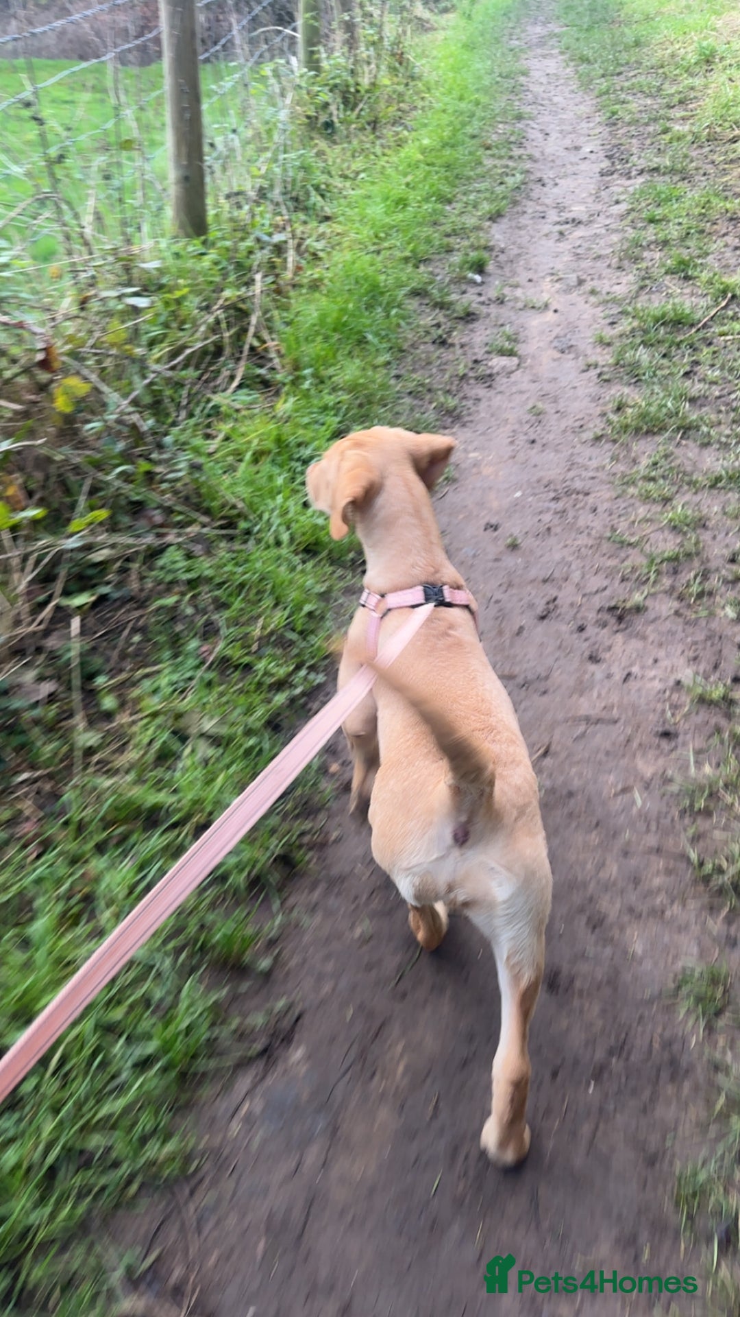 Labrador Retriever dogs for sale: Labrador Seeking New Home - Advert 12