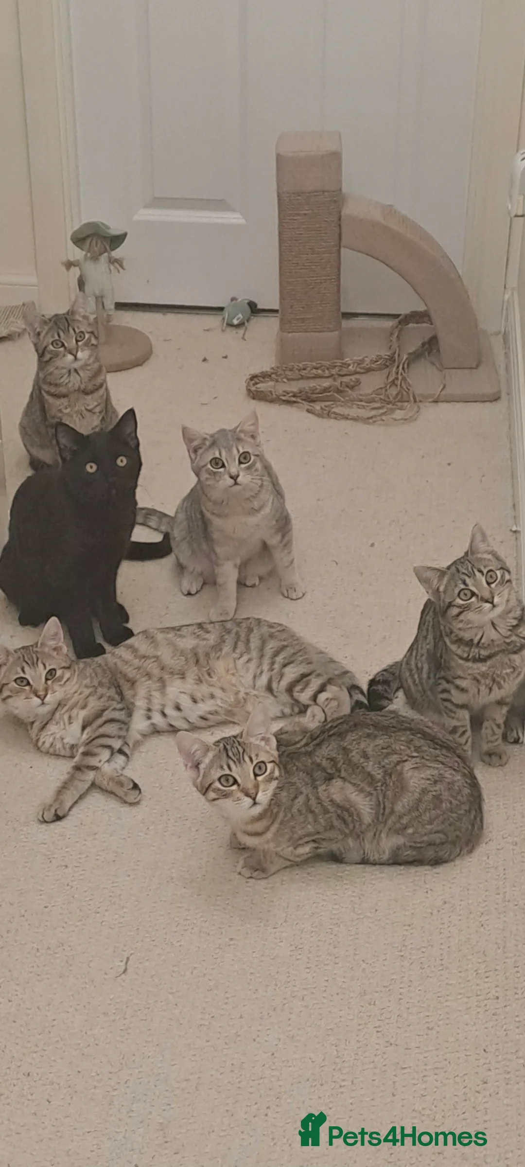 Mixed Breed cats for sale: Quarter Bengal kittens, looking for forever homes  - Advert 10