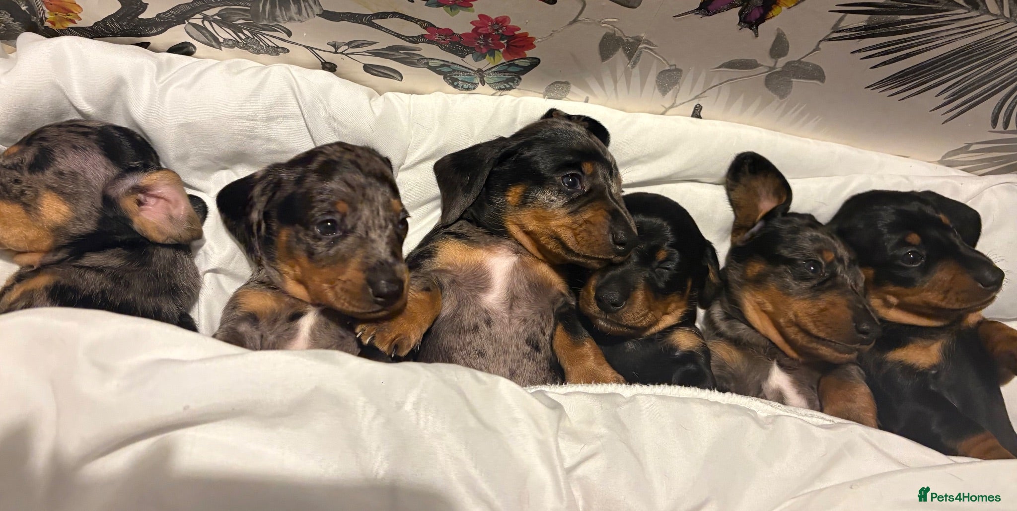 Dachshund dogs Dapple dachunds  - Advert 1