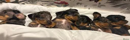 Dachshund dogs for sale: Dapple dachunds  in Leicester - Advert 1