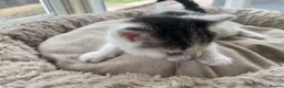 British Longhair cats for sale: Rear longhair male calico cat in Rochester - Advert 10
