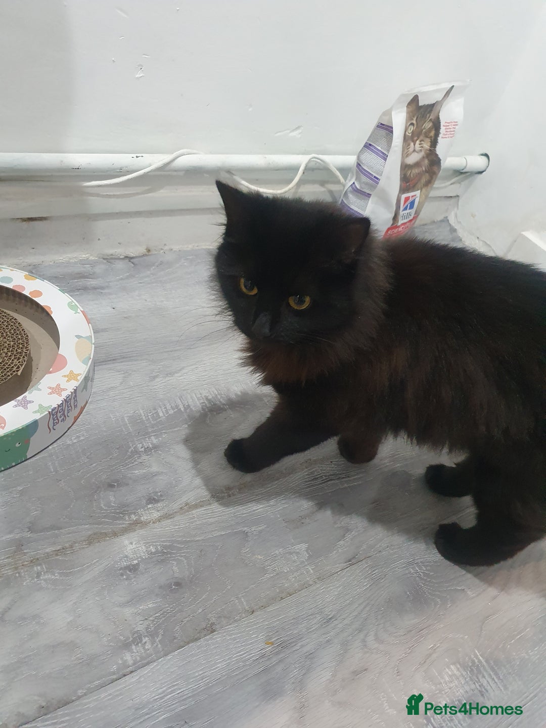 Mixed Breed cats for sale: Beautiful black cat 1 year old read description 🙏 - Advert 4