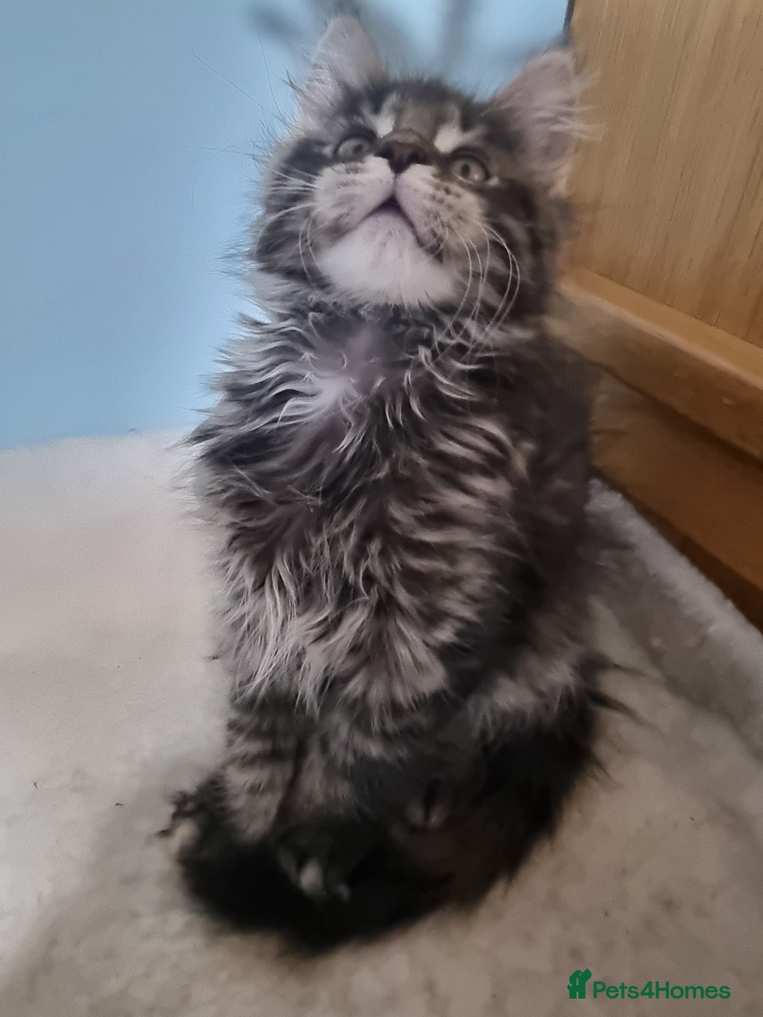 Maine Coon cats for sale: Pedigree GCCF Registered Maincoon Kittens - Image 9