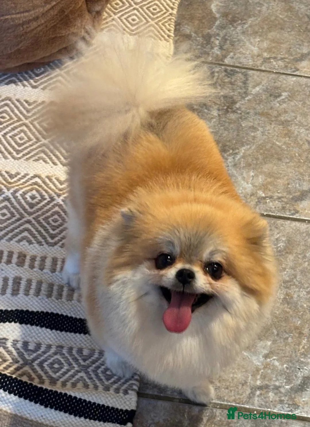 Pomeranian dogs for sale:  **  pom girl  in Epping - Advert 2