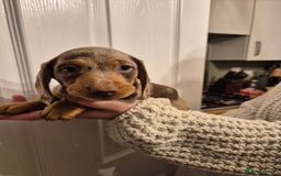 Miniature Dachshund dogs for sale: miniature daschund from £1200 - £1000 - Image 10