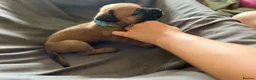 Presa Canario dogs for sale: Presa Canario Puppies Availale  - Advert 38