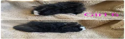 Mixed Breed rodents for sale: Girl and boy guinea for sale  - Advert 7