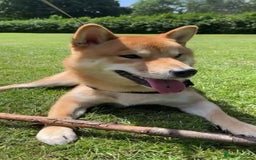 Japanese Shiba Inu dogs for sale: 1 year old Japanese Shiba Male for sale - Image 2