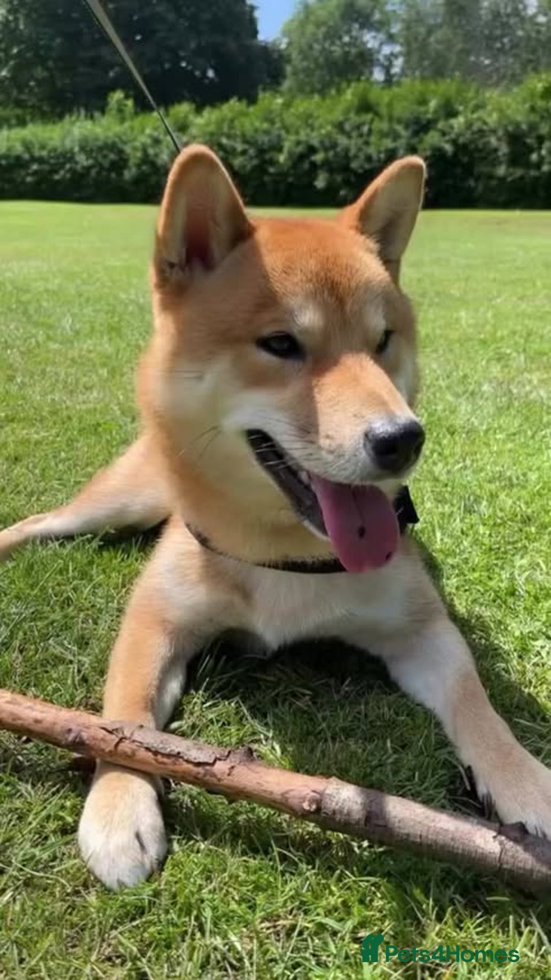 Japanese Shiba Inu dogs for sale: 1 year old Japanese Shiba Male for sale - Image 2