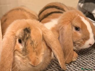 Mixed Breed rabbits 2 boys 8months old - Advert 12
