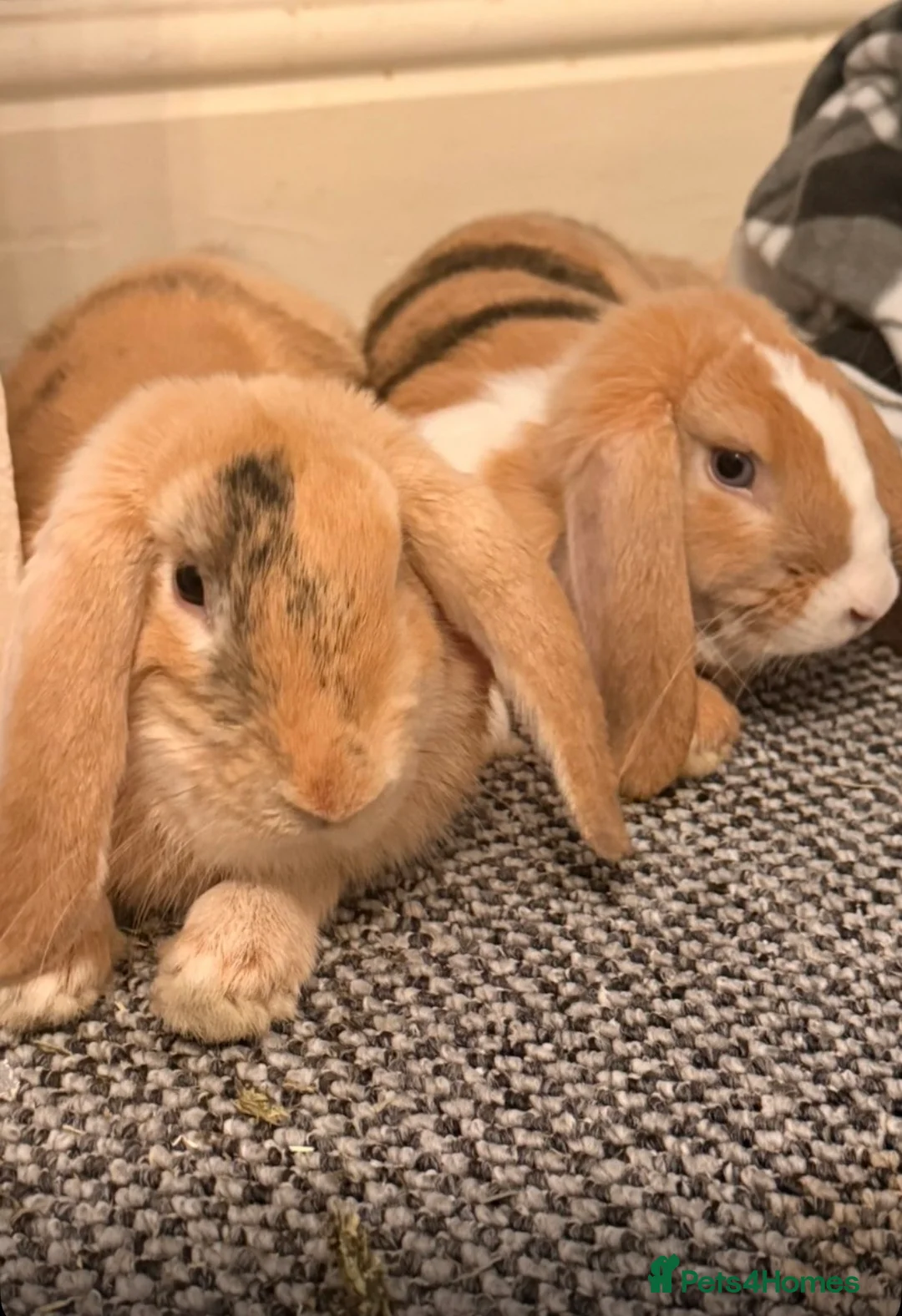 Mixed Breed rabbits for sale: 2 boys 8months old  - Advert 1