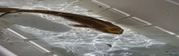 Koi Carp fish for sale: Koi carp mixed variety  in Barnet - Advert 4